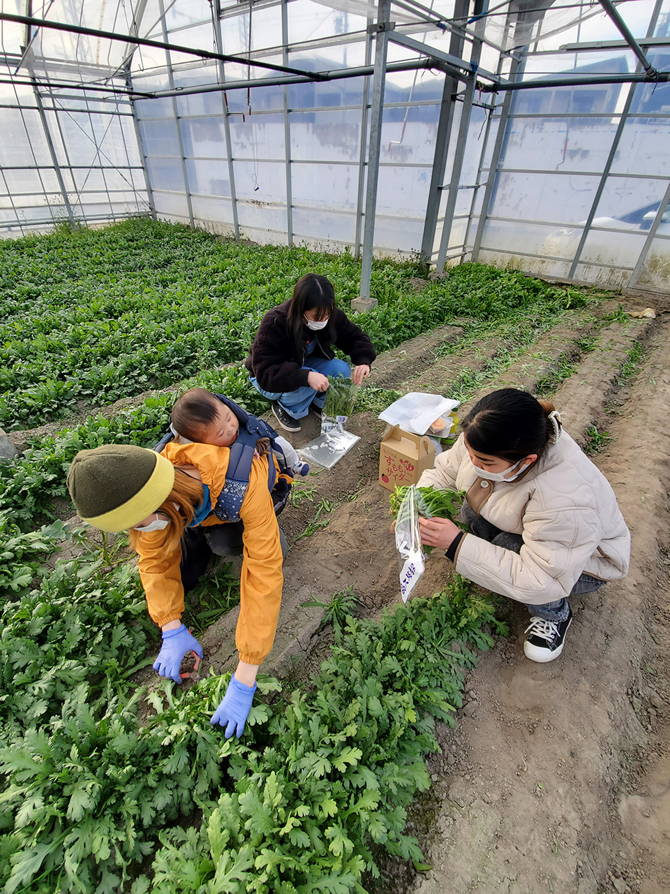 大阪の農家女性へのインタビュー（農作業をしながら） class=